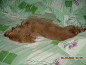 Игорь Горох фотография #49 (источник - https://vk.com/id6322143)