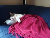 Yulia Piétremont фотография #27 (источник - https://vk.com/id926902)