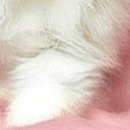 Viki @@@@@@@@@ фотография #3 (источник - https://vk.com/id141663195)