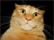 Фотография Антонова Ромки