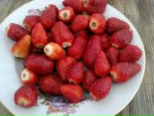 Фотография Янкевич Веры