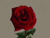 Фотография Исаковой Анастасии