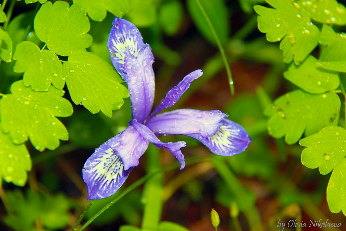 Олеся Ник фотография #50