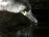 Фотография Фенелонова Александра