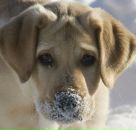 Фотография Bocharnikova Ann