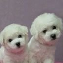 Максім Рипаленко фотография #4 (источник - https://vk.com/id62382074)