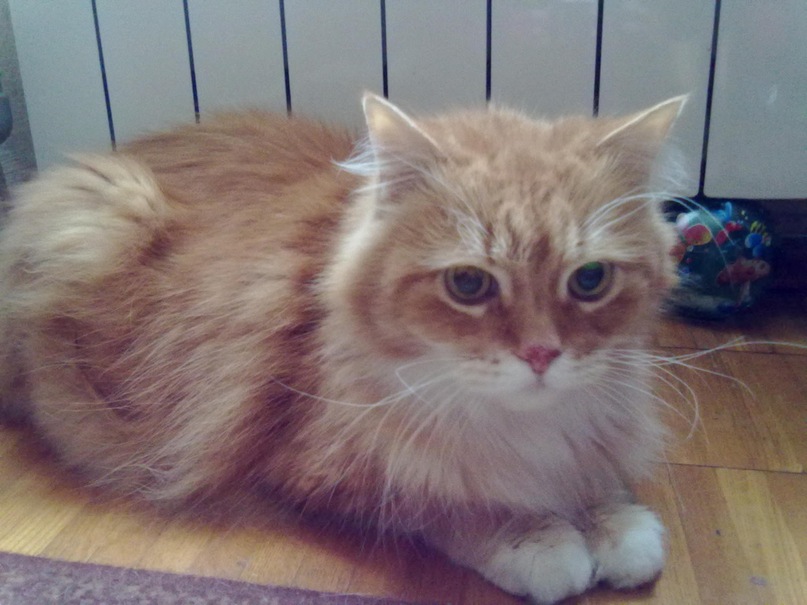 Соня Тимошенко фотография #49