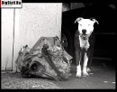 Tayson Pitbul=jermani фотография #2 (источник - https://vk.com/id70604395)