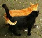 Фотография Донченко Дарьи