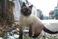 Фотография Шалимова Владимира