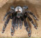 Віктор Галабурда фотография #35 (источник - https://vk.com/id66014510)