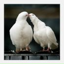 Марія Сасин фотография #22 (источник - https://vk.com/id136476532)