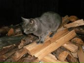 Іриша Горун фотография #33 (источник - https://vk.com/id108763607)