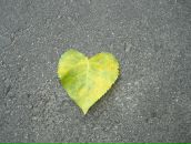 Фотография Прынкова Димы