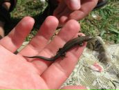 Uriel Papillon фотография #17 (источник - https://vk.com/id2909966)