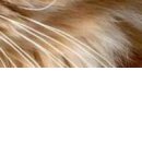 Настінька Каменскіх фотография #11 (источник - https://vk.com/id143328636)