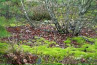 Сергій Синиця фотография #23 (источник - https://vk.com/id48487905)