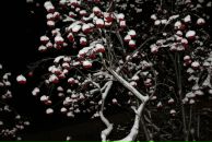 Фотография Шарковой Даши