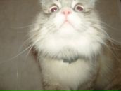 Фотография Свириденко Ильи