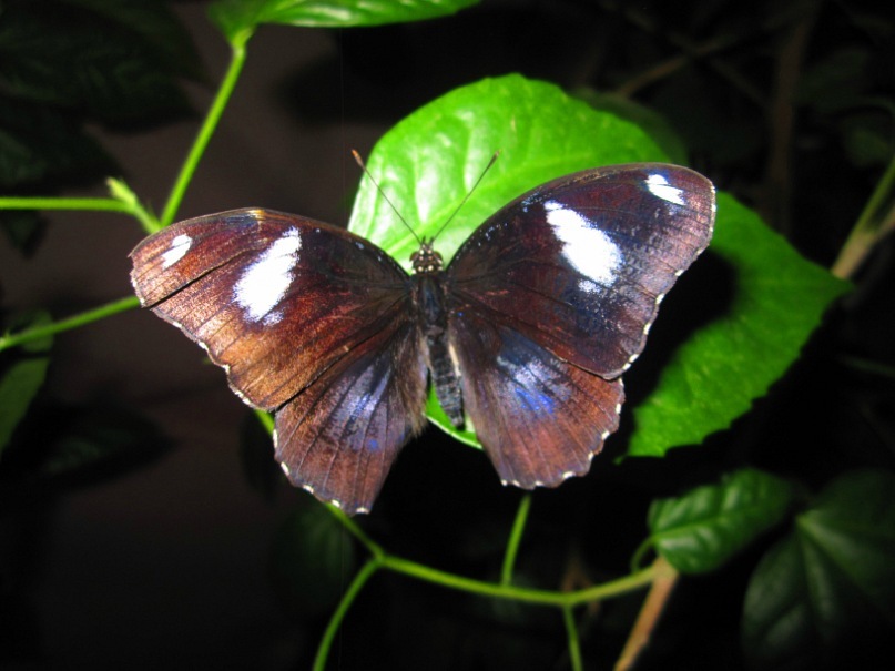 Ольга Гребенникова фотография #27