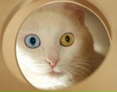 Фотография Павелина Олега