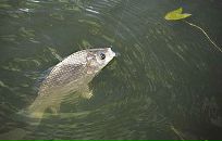 Фотография Мухаметшина Венера