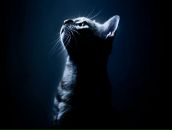 Фотография Мельситова Дмитрия