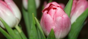 Фотография Черновой Алины