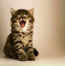 Фотография Малинки Каринки