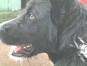 Фотография Сиротина Александра