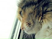 Фотография Яны Кокориной Швейнаи Мастерскаи