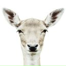 Фотография Масловой Евгении