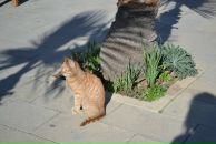 Elena Keskin фотография #49 (источник - https://vk.com/id12538049)