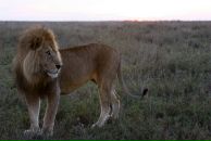 Max Im фотография #29 (источник - https://vk.com/id153603)