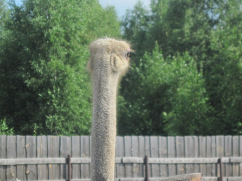 Наталья Гринёва фотография #21