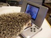 Фотография Мачавариани Алины