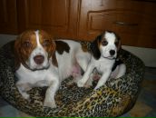 Фотография Ковальчук Валентин