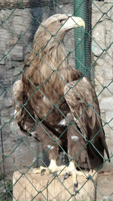 Without Face фотография #17