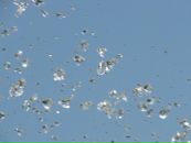 Фотография Тихонова Александра