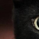 Viki @@@@@@@@@ фотография #31 (источник - https://vk.com/id141663195)