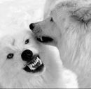 Ніка Гаманюк фотография #1