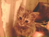 Ірина Фесюк фотография #21 (источник - https://vk.com/id8055727)