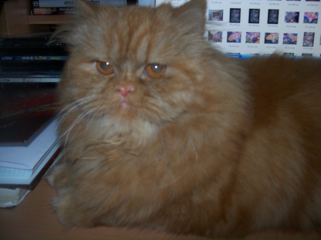 Елена Огун фотография #29