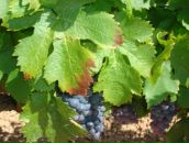 Фотография Москвиной Тамары