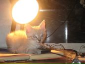 Фотография Пуртовой Натальи