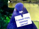 Ірусічок Галицька фотография #42 (источник - https://vk.com/id168650826)