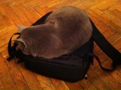 Роман Вабіщевич фотография #4 (источник - https://vk.com/id2269585)