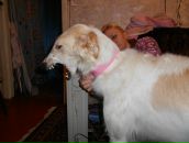 Фотография Кеосиди Галины