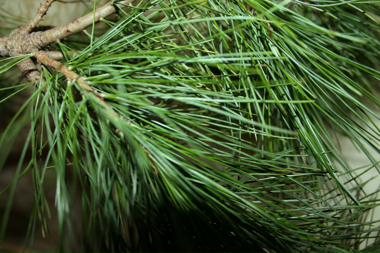 Дарья Базанова фотография #25