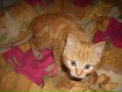 Фотография Кириченко Екатерины